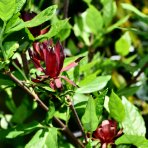Kalikant floridský (Calycanthus floridus) - výška 20-40 cm, kont. C3L
